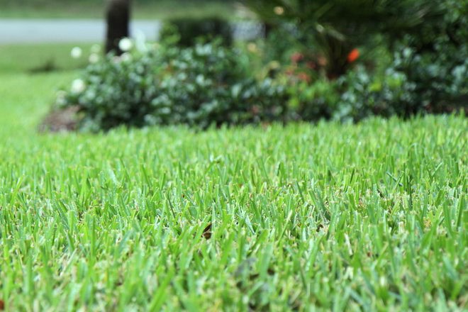 Lawn Treatment - Champion Pest Management, Inc.Champion ...